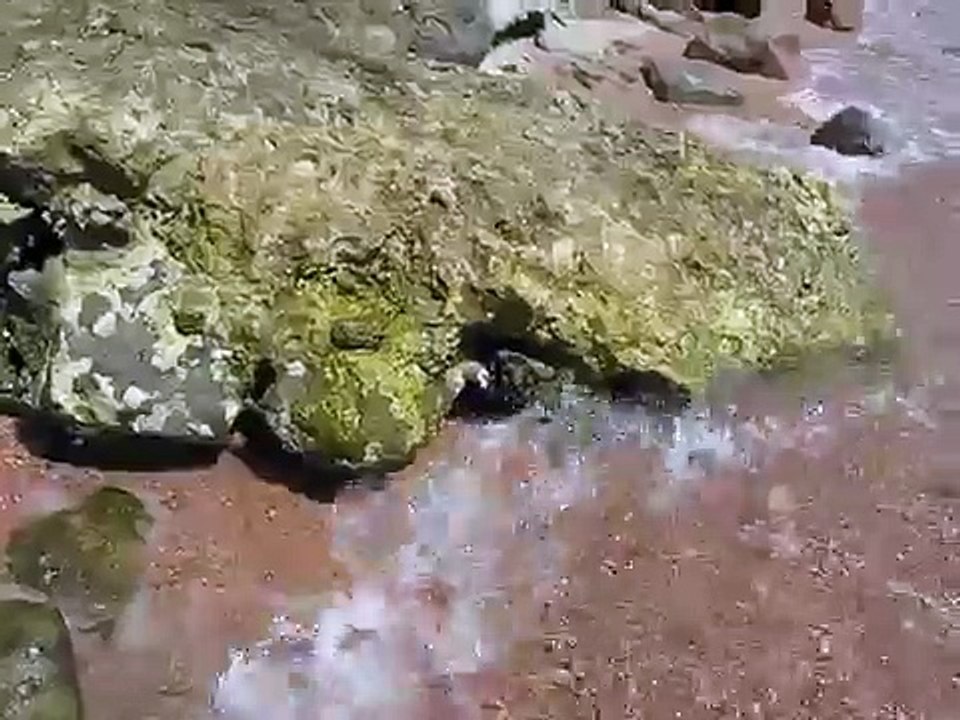 Crab makes a water