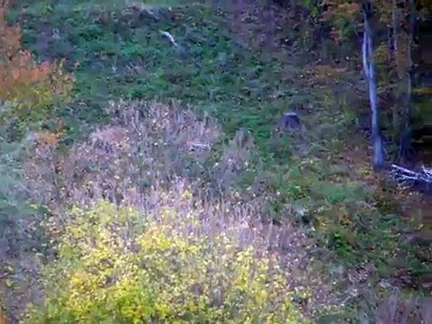 Daniel škvrnitý (Dama dama)