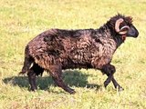 Karakačanska ovca, Park prirode 
