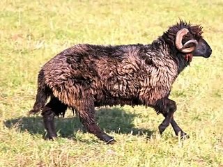 Karakačanska ovca, Park prirode "Stara planina" / Karakachan Sheep, "Stara Planina" Nature Park