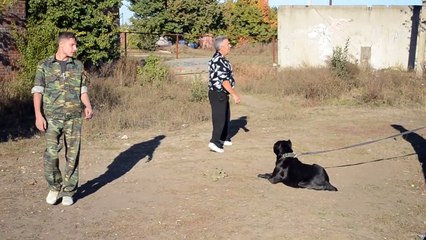 Cane Corso. Кане Корсо. Упражнение "Охрана места"