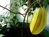 How to Care for Star Fruit Trees