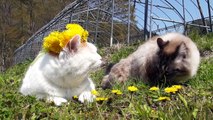 たんぽぽ　　Dandelion and cat