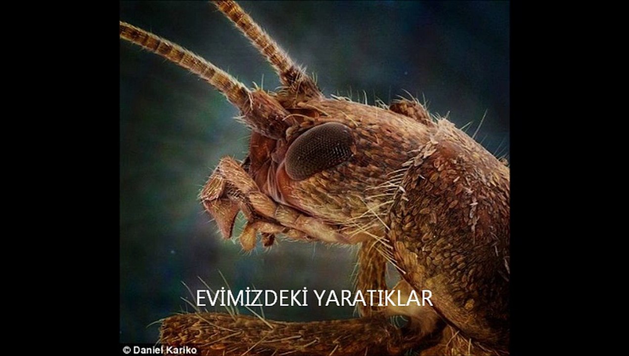EVİMİZDEKİ YARATIKLAR