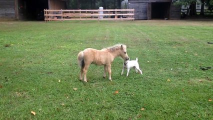 Baby Miniature Horse and Puppy Playing