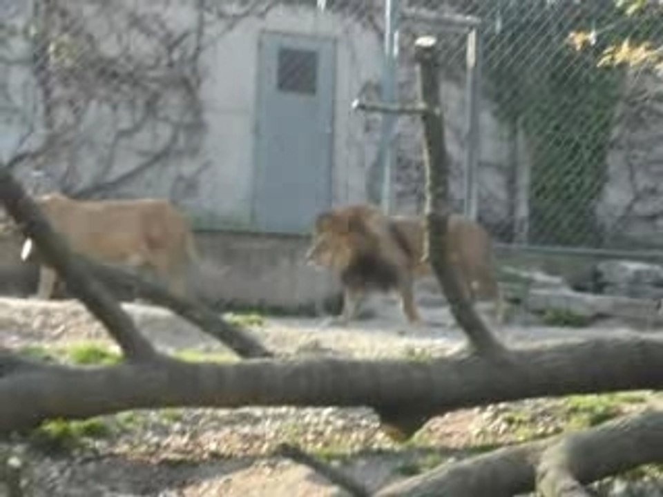 zoo lyon