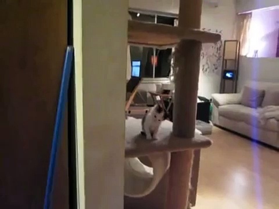 Le chaton au miaulement le plus adorable du monde