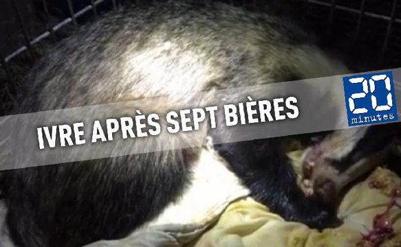 Un blaireau ivre est retrouvé sur une plage