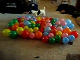 Hund gegen Ballons