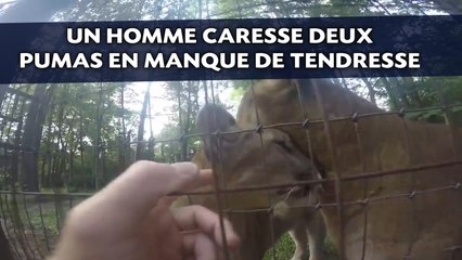 Un homme caresse deux pumas en manque de tendresse