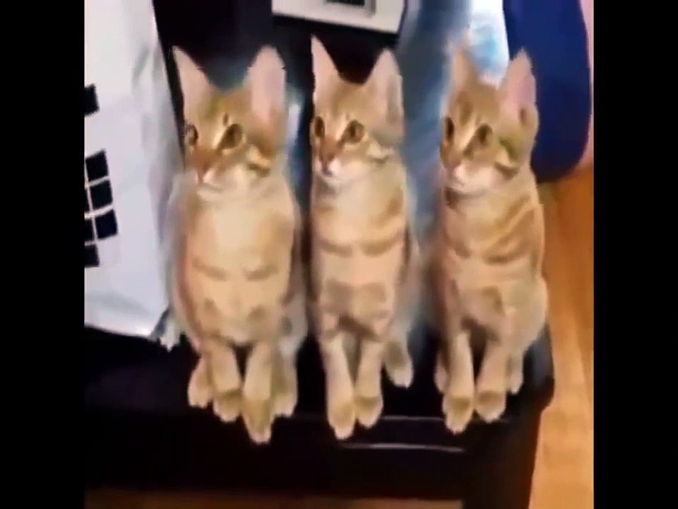 Pet and animal vine compilation 2015   funny animals