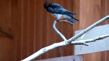 Swallow release @ Wild Bird Rehabilitation