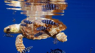 Paprec Group et WWF s'associent pour la mer Méditerranée