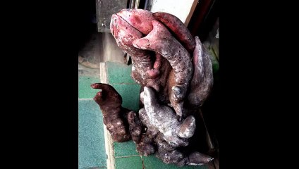 Chuyện lạ Việt Nam - Những củ khoai lang lạ lùng