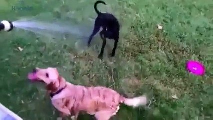 Dogs Who Love Water - Funny Dog Videos Compilation