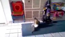 Khỉ trêu chọc chó mèo Clip hài hước
