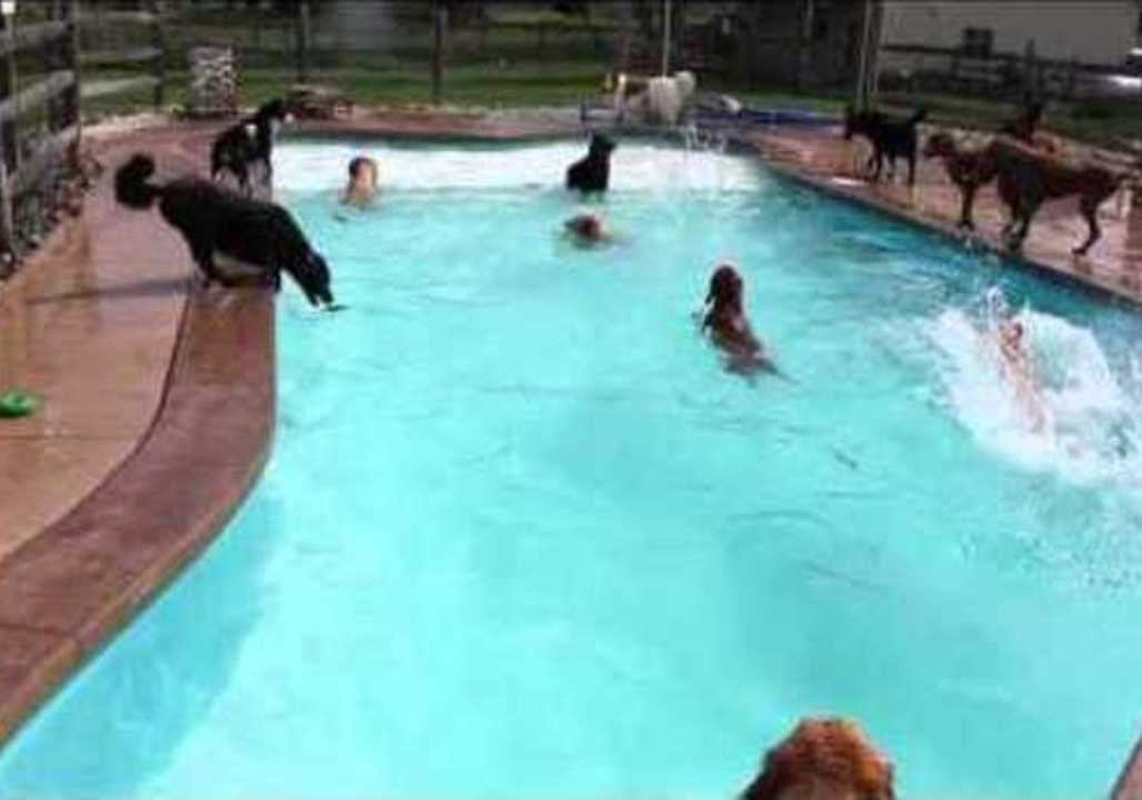 A Pool Party for Pooches Only