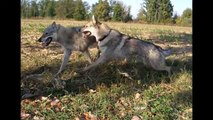 Nala 3 anni - CLC Cane Lupo Cecoslovacco - CWD Czechoslovakian Wolfdog