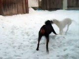 rottweiler vs Dogo argentino