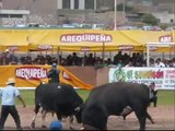 Peleas de Toros Arequipa Tiabaya 2011-  Montonero