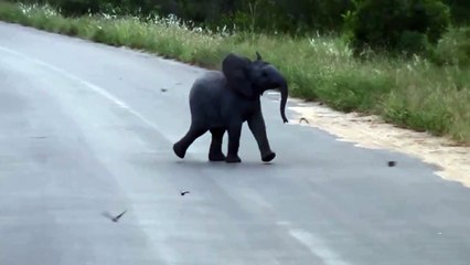 ¡Cría de elefante se divierte persiguiendo pájaros!