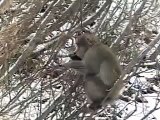 Snow　Monkey　Japanese Macaque 最北限のサル