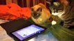 FUNNY CATS Video - Playing on the iPad App Cat Toys