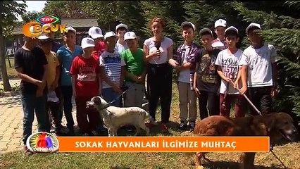 TRT Çocuk - Eyüp'te Sokak Hayvanları Yalnız Değil