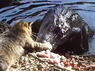 Un chat face à un alligator : qui aura le dernier mot ?