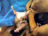 staffy giving birth to ten pups http://www.izziestaff.co.uk