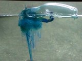 Portuguese Man of War (blue bottle)