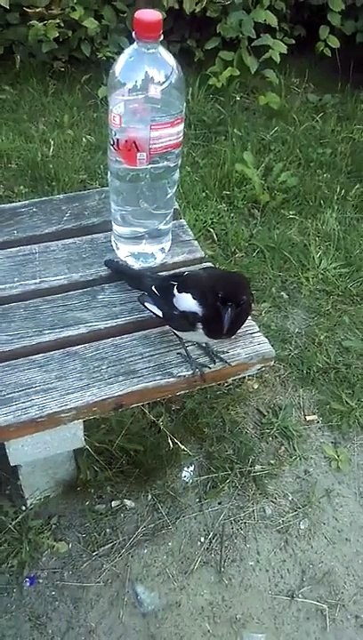 Thug Life bird steals joint