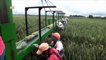 Cámara al Hombro - Contaminación por el cultivo de la Piña en Costa Rica