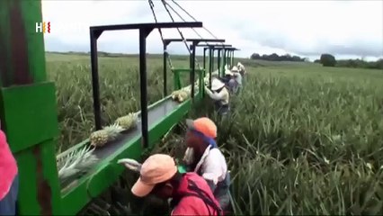 Cámara al Hombro - Contaminación por el cultivo de la Piña en Costa Rica