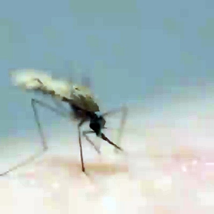 熊敏Up close with a mosquito