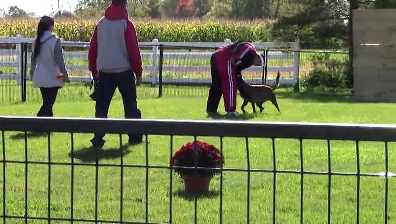 Gypsy du Domaine des Éclaireurs Mordant Ring II