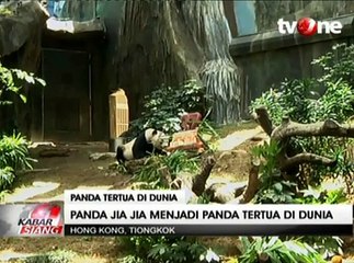 Panda Jia Jia jadi Panda Tertua di Dunia