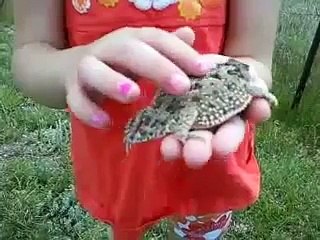 Video herunterladen: Short horned lizard