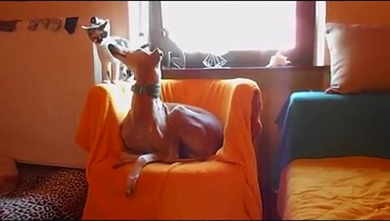 Galgo und Podenco mit der Katze Lilly