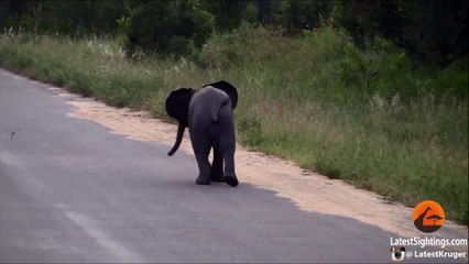 Baby Elephant Calf vs Birds - Latest Wildlife Sightings