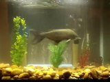 Channel Catfish Eating floating pellets