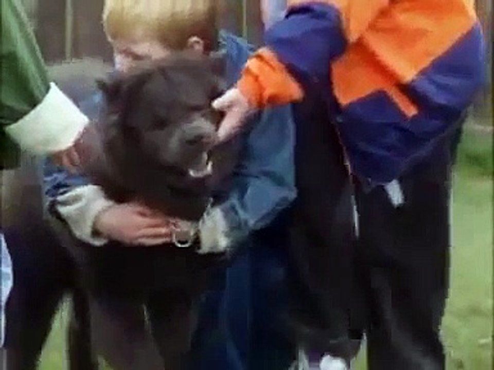 Dog Training - Control a Dominant Dog