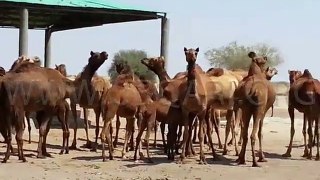 camel_drink_water