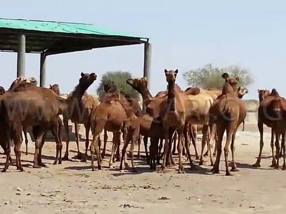 camel_drink_water