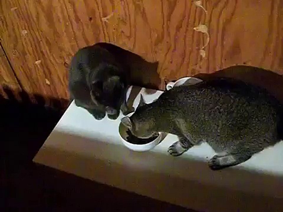 Cat food fight