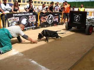Campeonato Club Valenciano Apbt Abril 2011