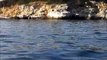 Delfine vor Rovinj Küste in Kroatien, Urlaub 2013