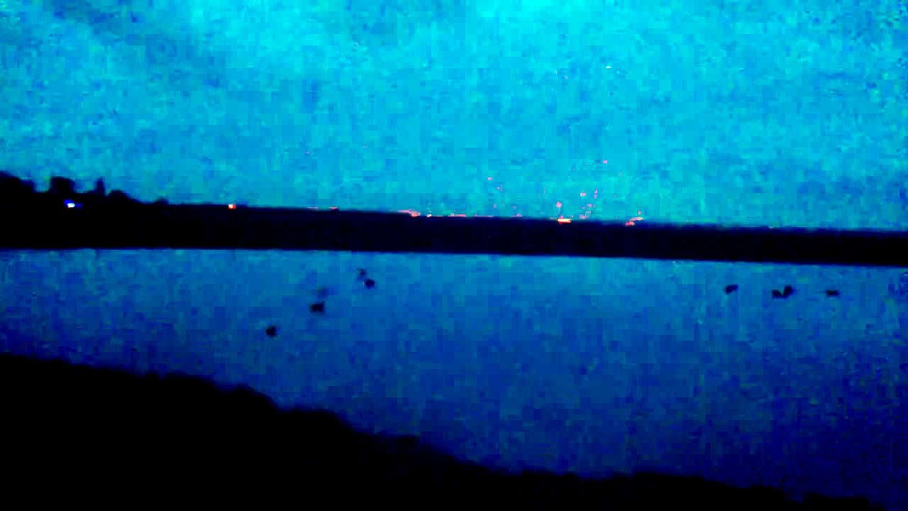 chasse au gabion en baie du mont st michel, attaque des sarcelles