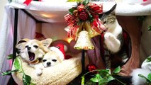 猫の夢クリスマス - Cats Dream Christmas -