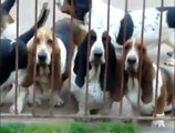 It´s So Floppy Kennel :: Basset Hound